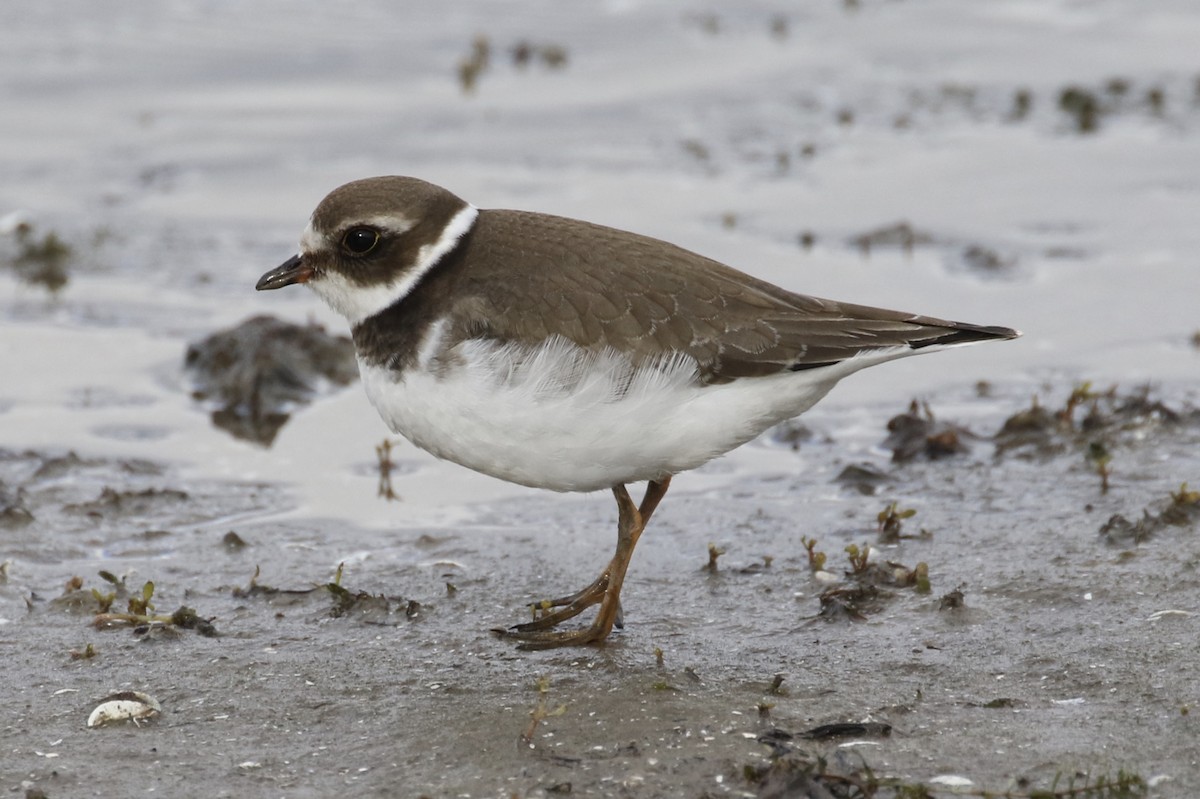 Semipalmated Plover - ML121362621