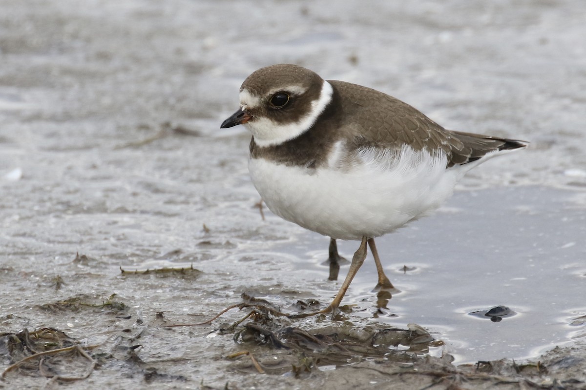 Semipalmated Plover - ML121362631