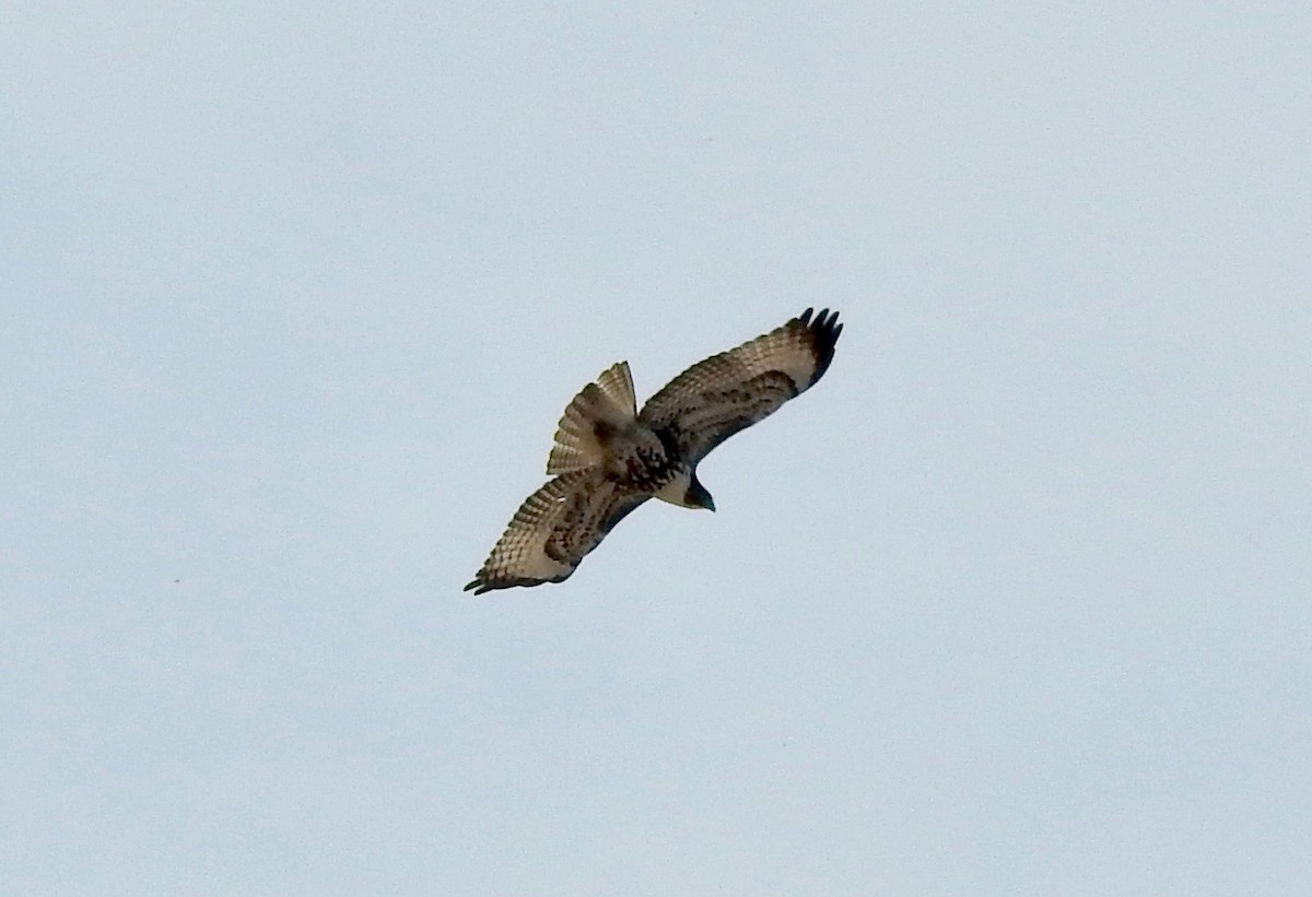 Red-tailed Hawk - ML121366001