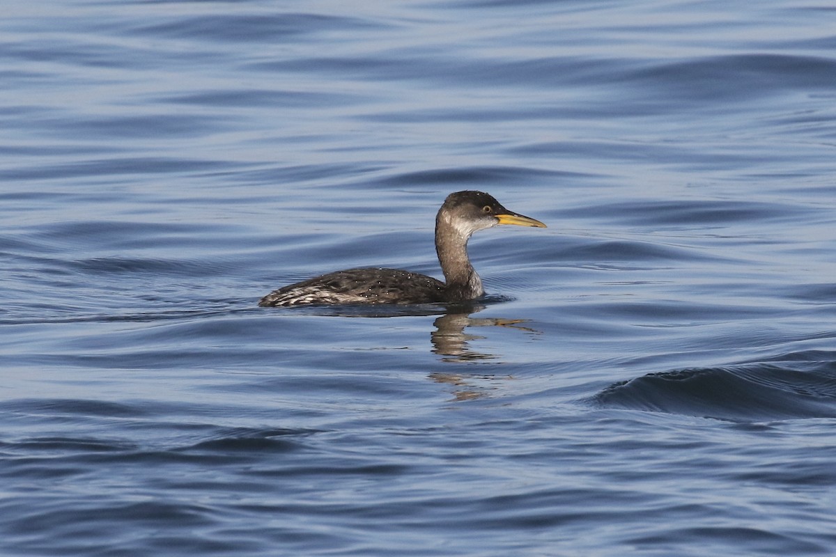 Red-necked Grebe - ML121368521