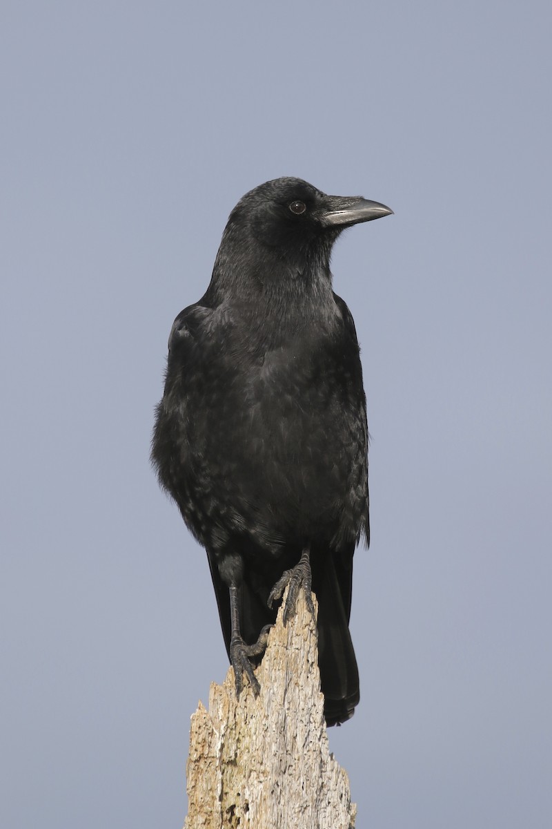 American Crow - ML121369491