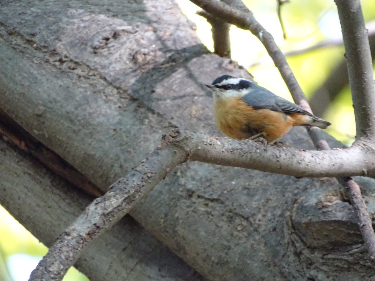 Red-breasted Nuthatch - Christina G