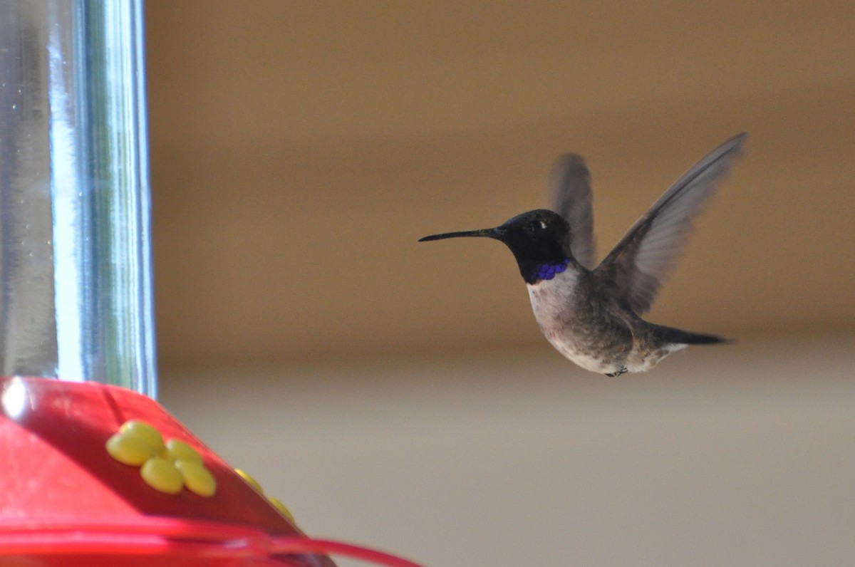 Black-chinned Hummingbird - Kai  Mills