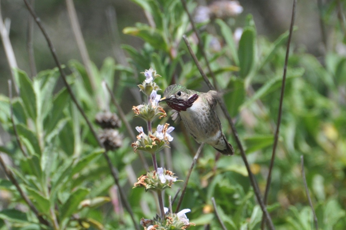 Calliope Hummingbird - Kai  Mills