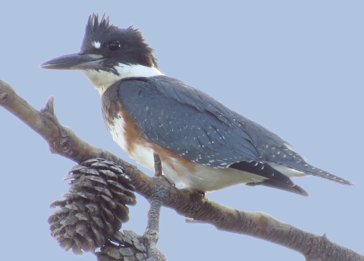 Belted Kingfisher - ML121371871