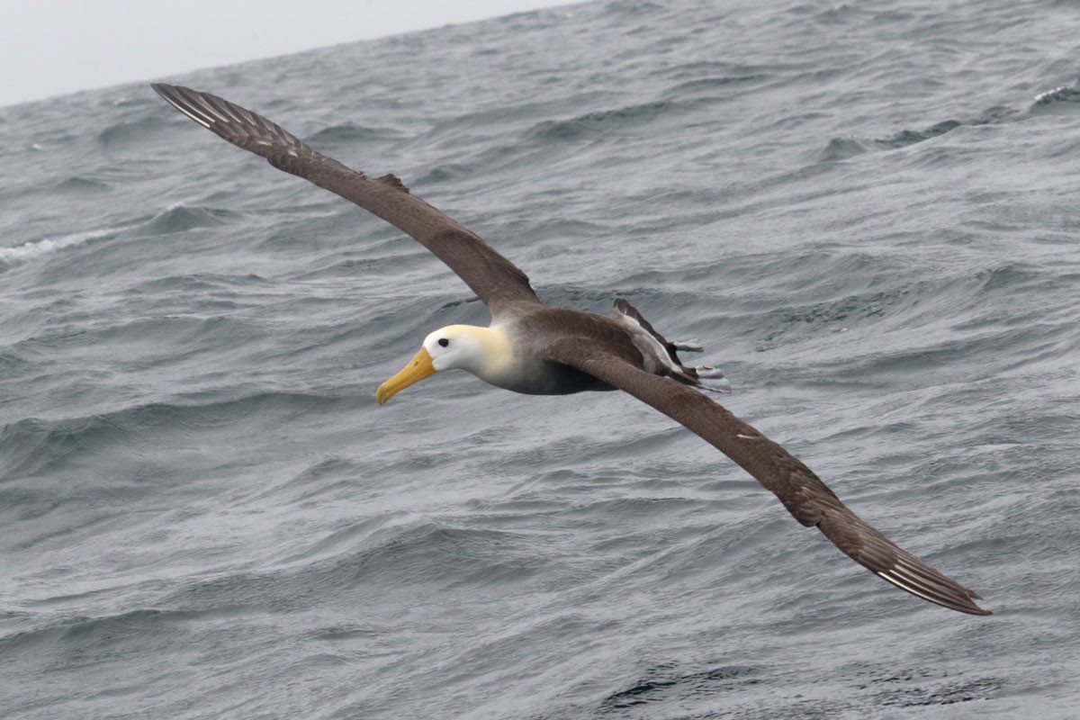 Waved Albatross - Noah Strycker