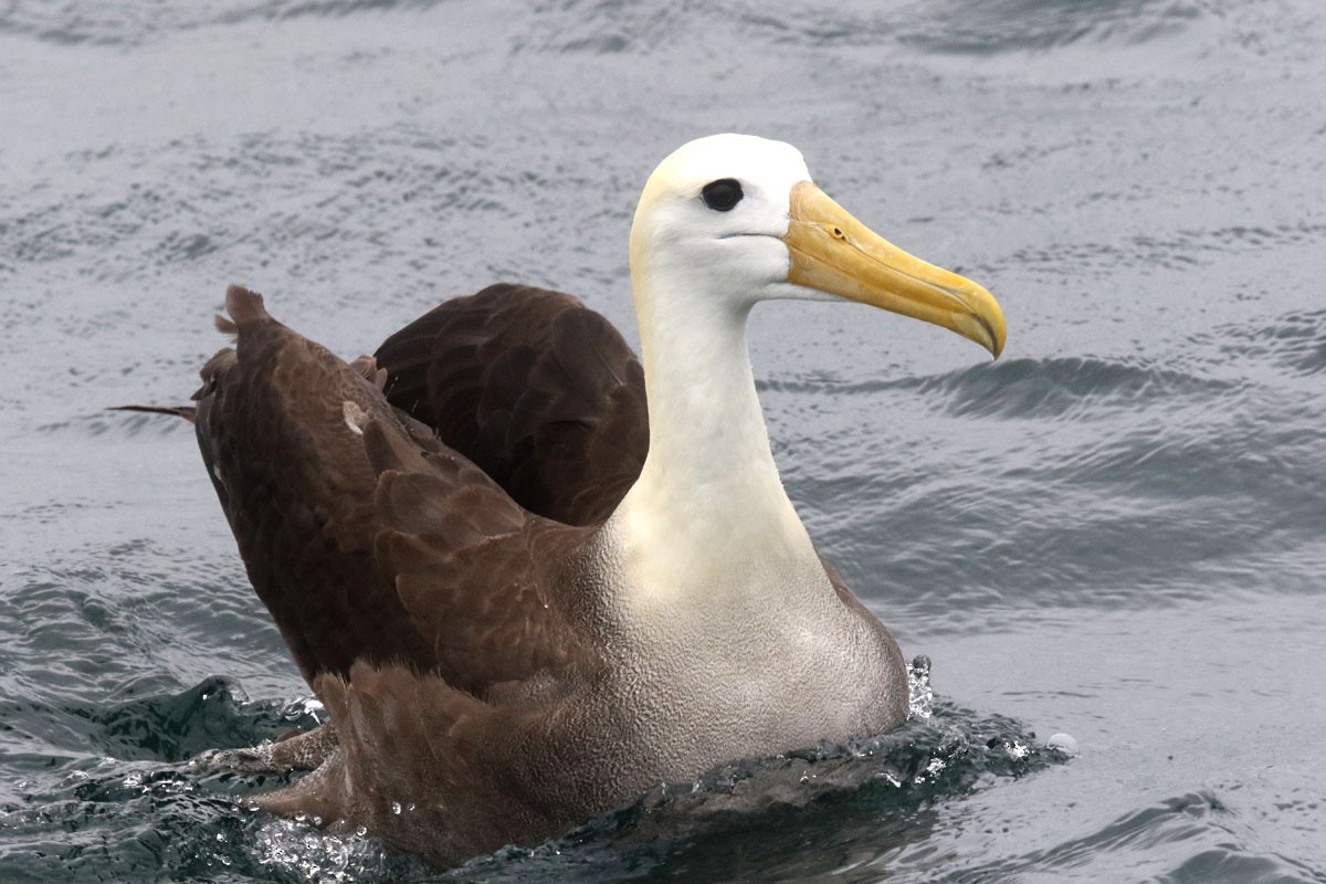 Waved Albatross - Noah Strycker