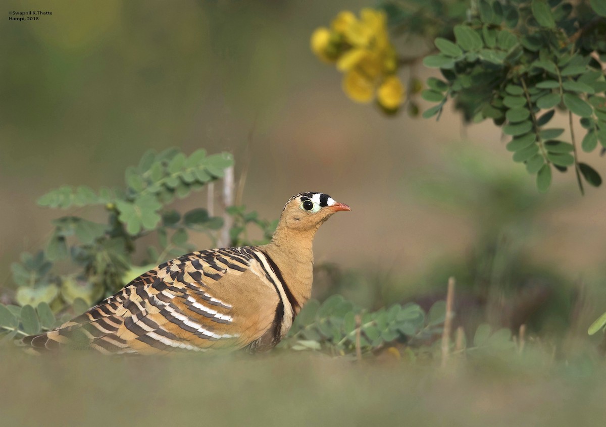 Painted Sandgrouse - Swapnil Thatte