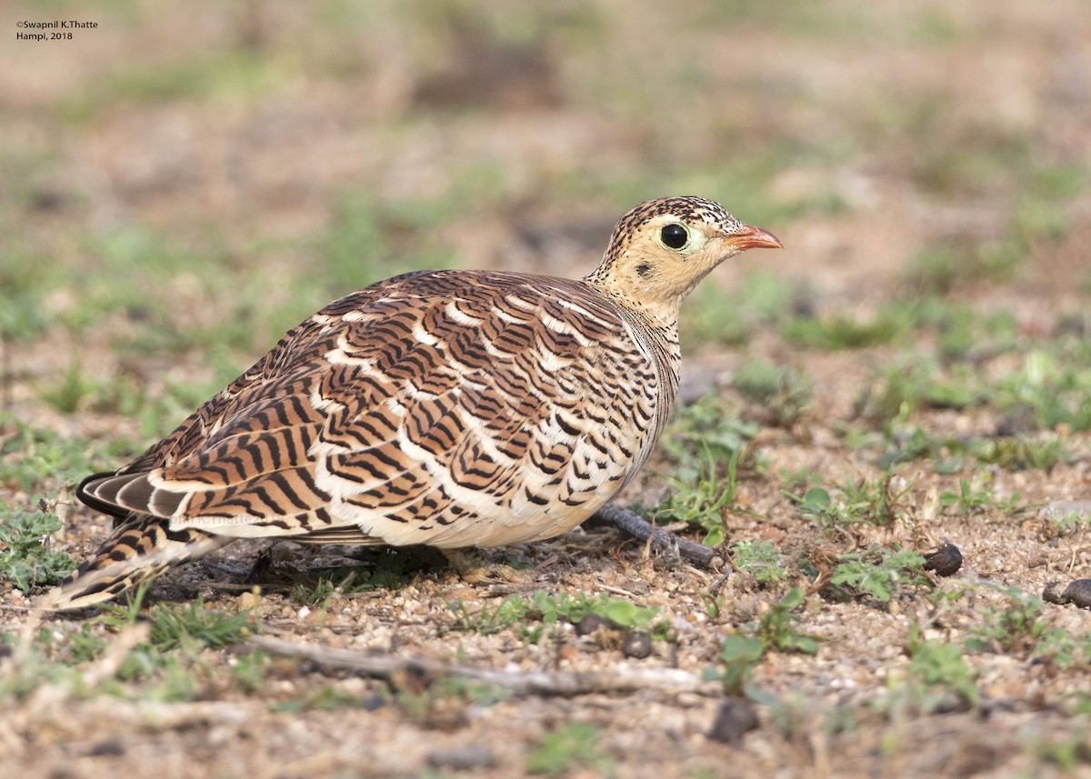 Painted Sandgrouse - Swapnil Thatte