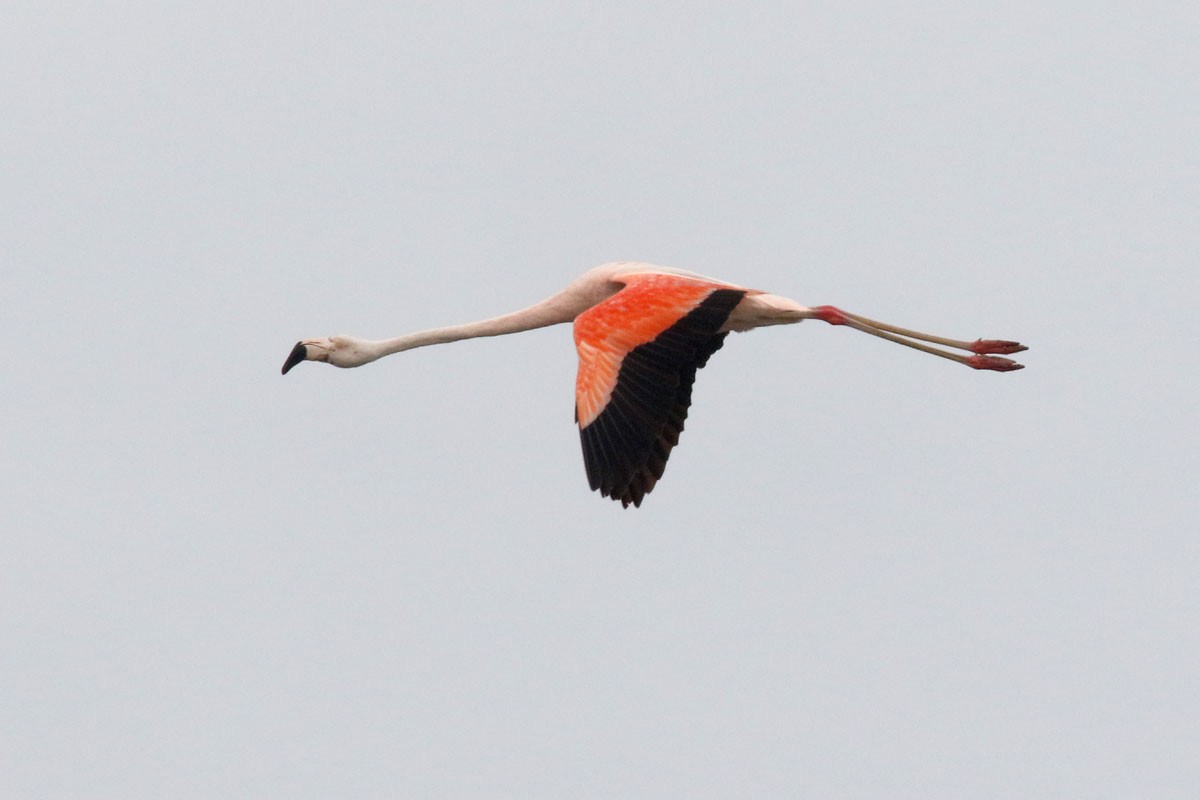 Chilean Flamingo - Noah Strycker