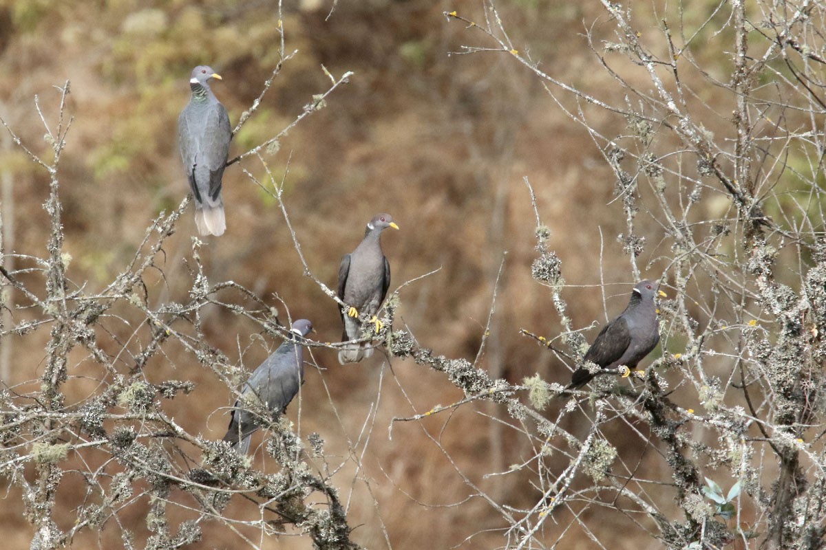 Band-tailed Pigeon - Noah Strycker
