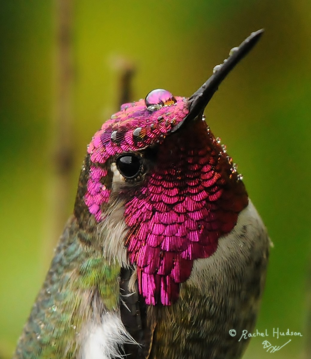 Anna's Hummingbird - Rachel Hudson