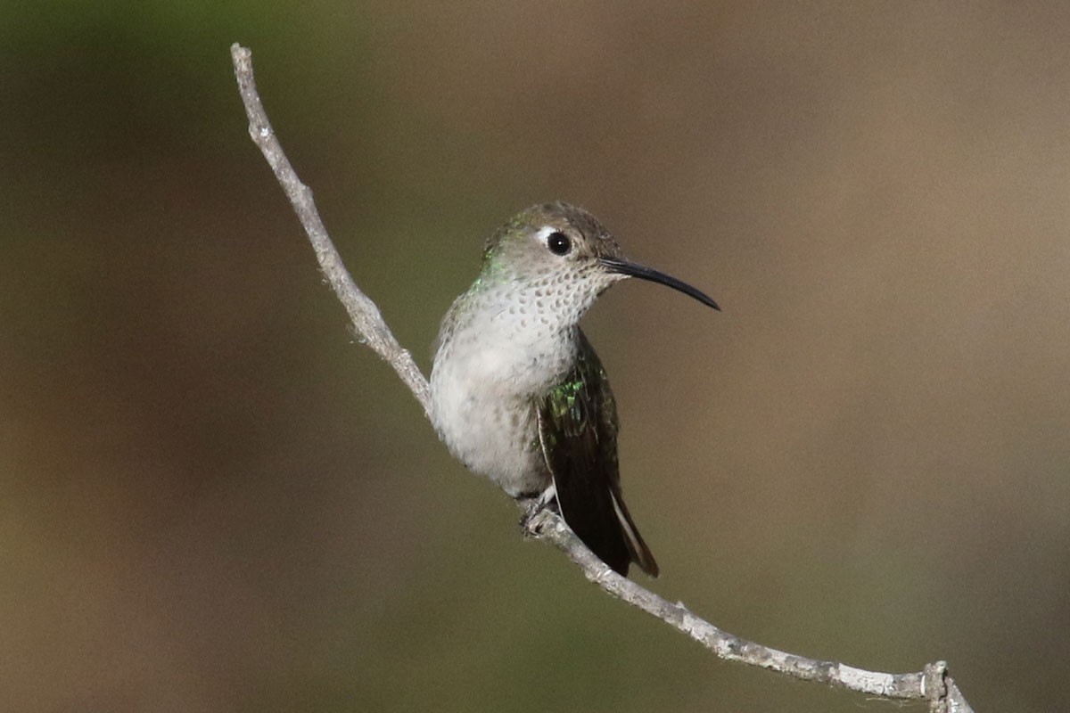 Spot-throated Hummingbird - ML121373631