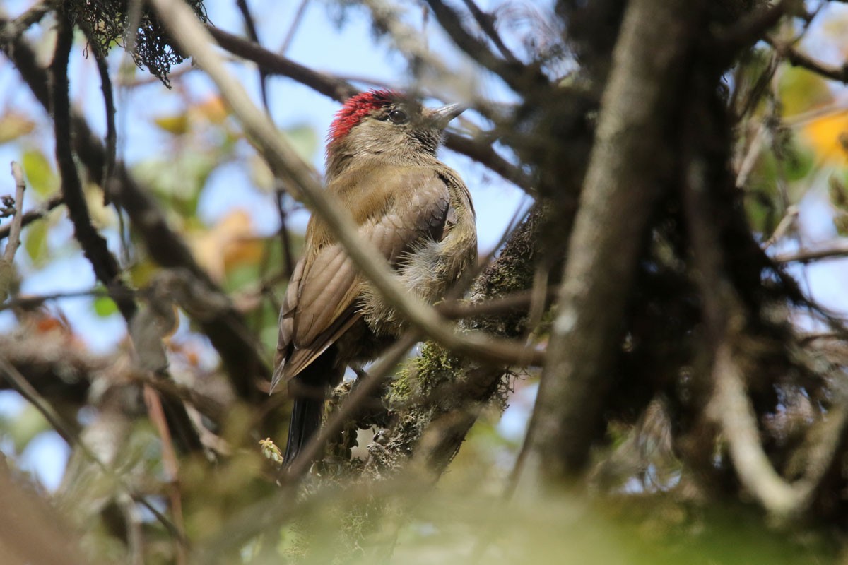 Smoky-brown Woodpecker - ML121373641