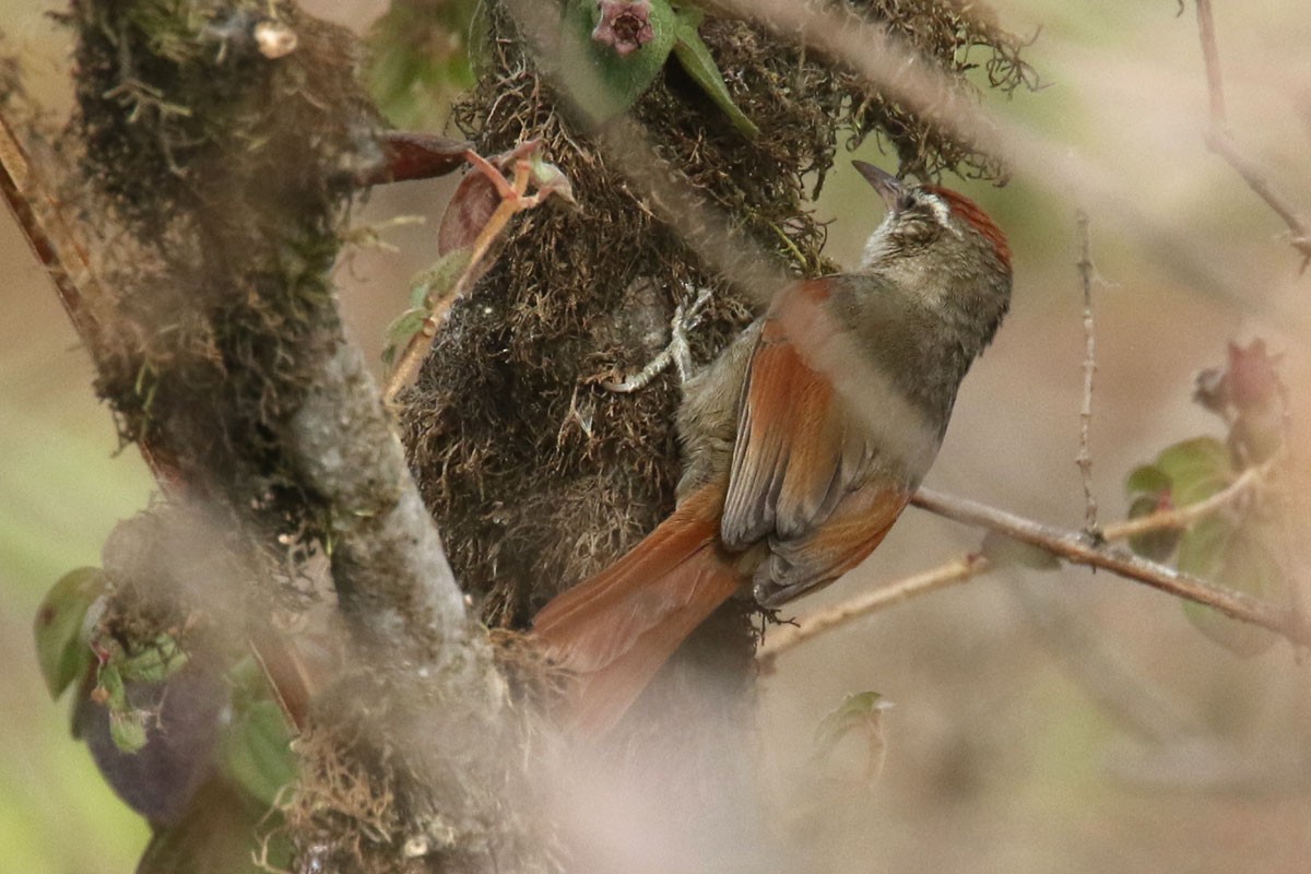 Line-cheeked Spinetail - ML121373681