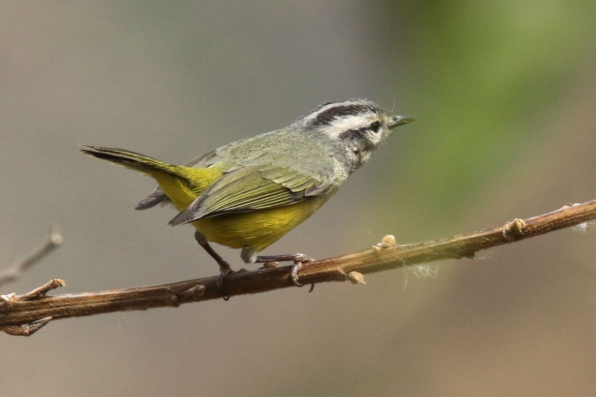 Three-banded Warbler - ML121374221