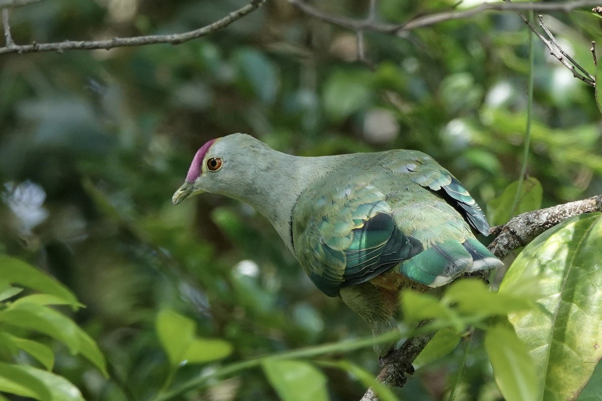 Red-bellied Fruit-Dove - Kathryn Young