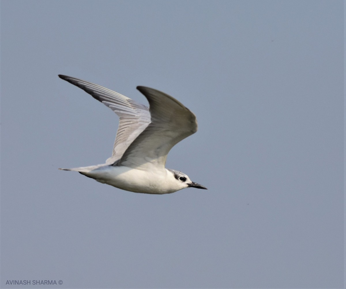 Gull-billed Tern - AVINASH SHARMA