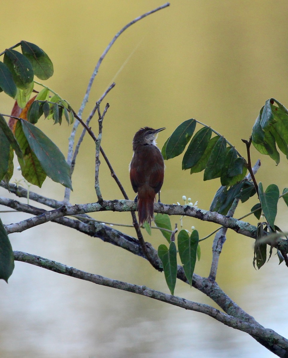 Yellow-chinned Spinetail - ML121384751