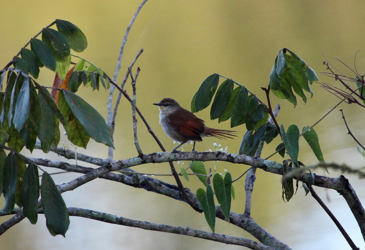 Yellow-chinned Spinetail - ML121384771