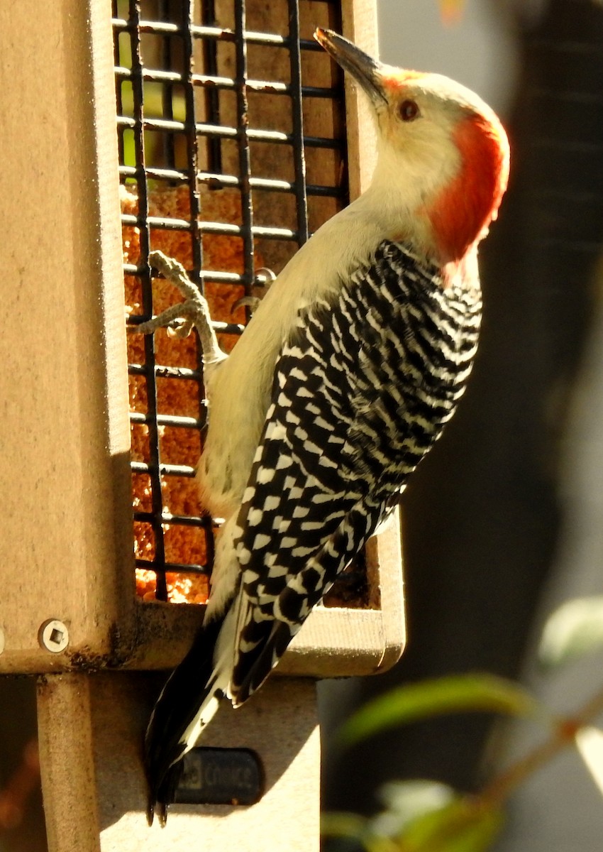Red-bellied Woodpecker - ML121385641