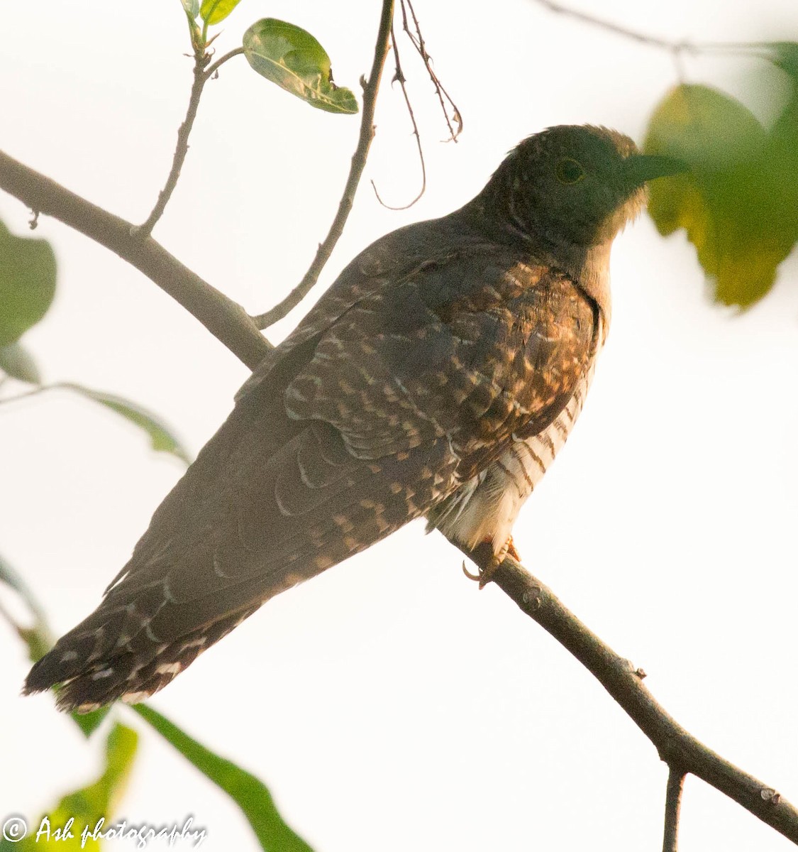 Common Cuckoo - Ashwini Bhatt