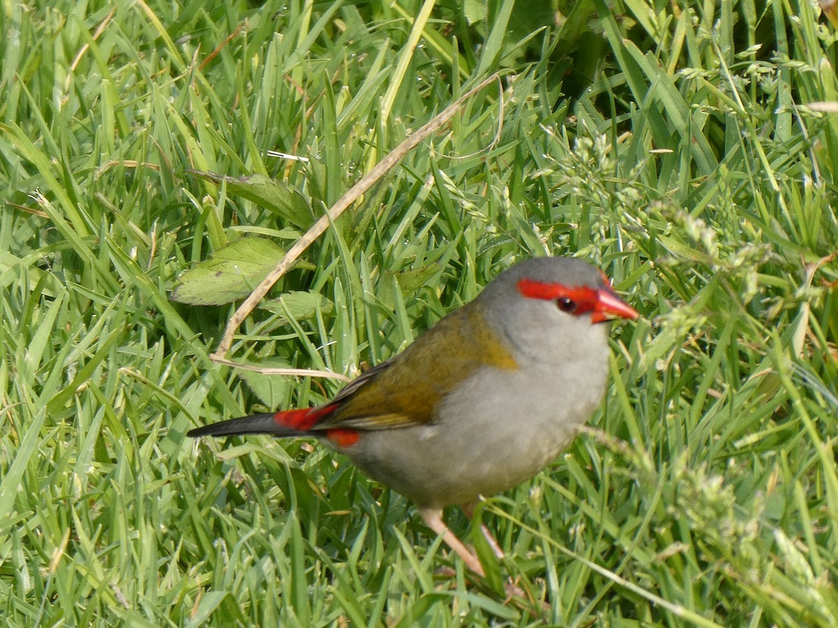 Red-browed Firetail - Shelley Altman