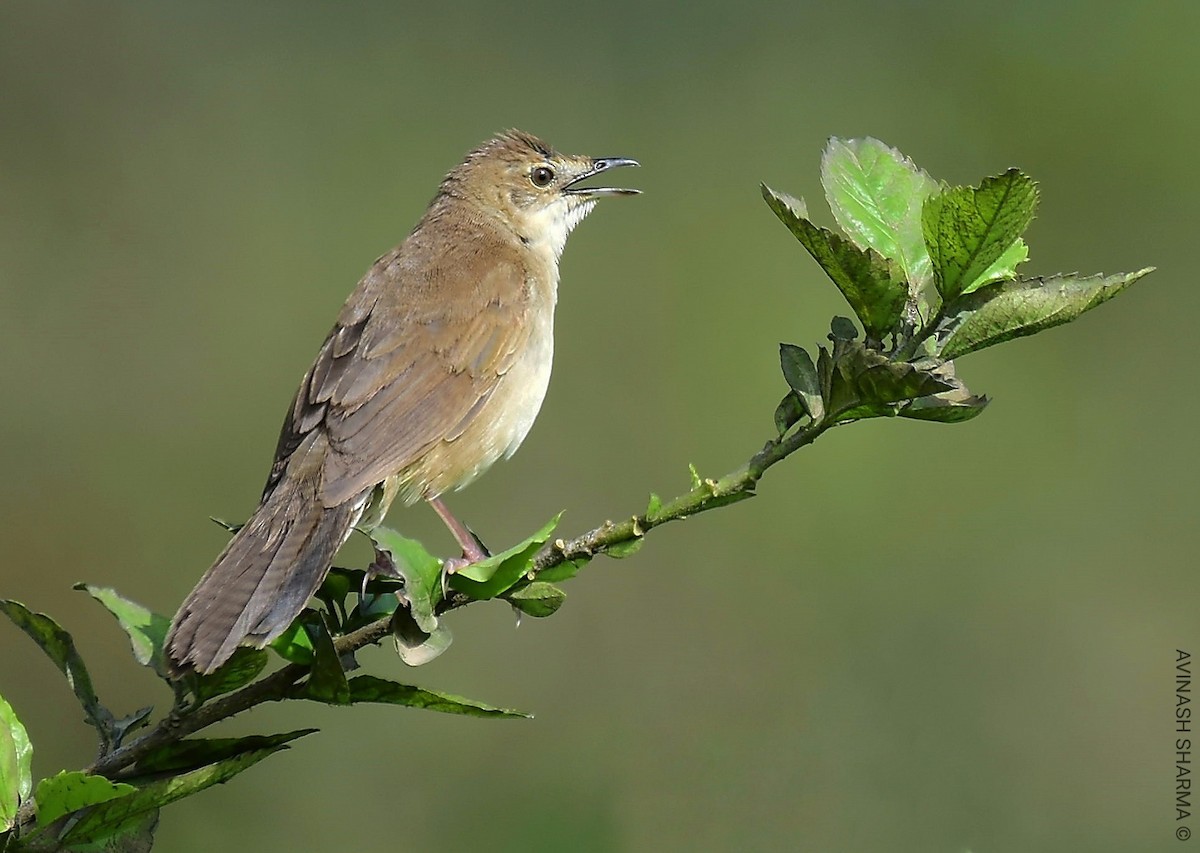 Broad-tailed Grassbird - ML121387421