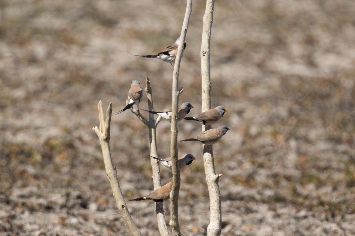 Long-tailed Finch - John Cantwell