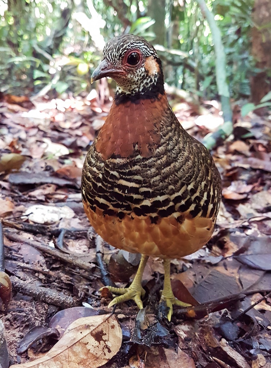 Chestnut-necklaced Partridge - Neoh Hor Kee