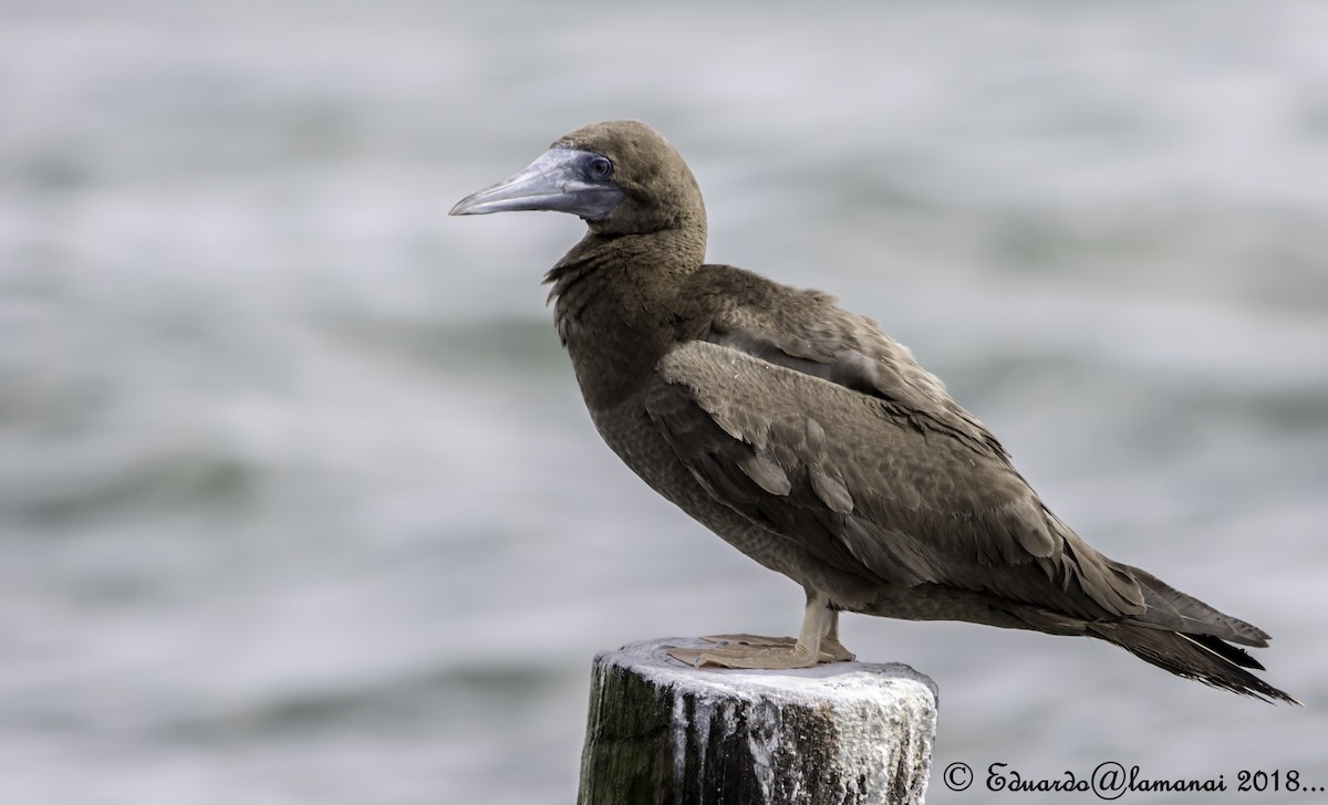 Brown Booby - ML121391021