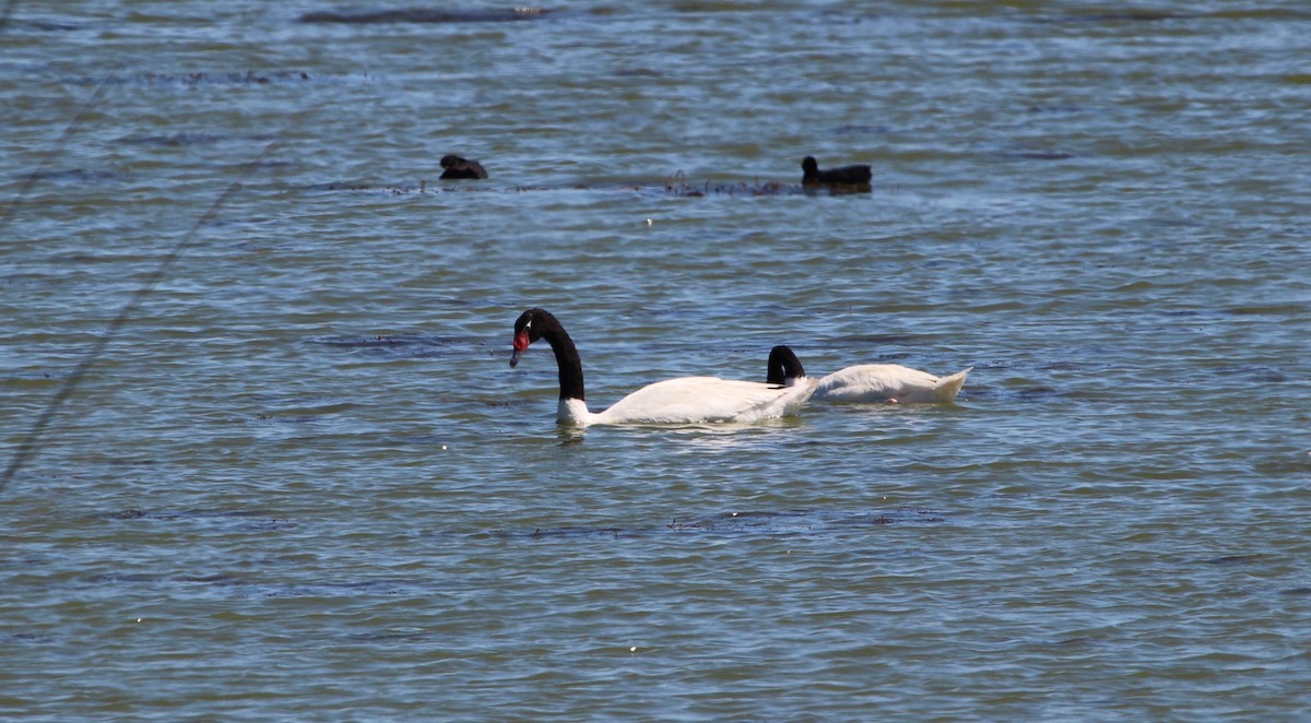 Black-necked Swan - Sylvie Vanier🦩