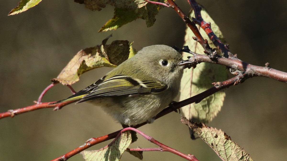Ruby-crowned Kinglet - Curtis McCamy