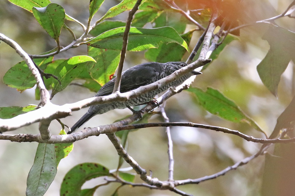 Lesser Cuckooshrike - Charley Hesse TROPICAL BIRDING