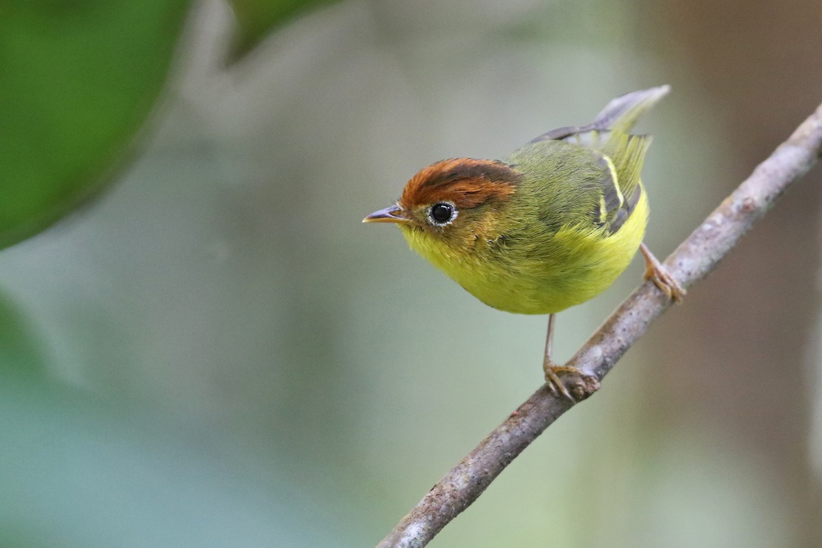 Yellow-breasted Warbler - ML121394731