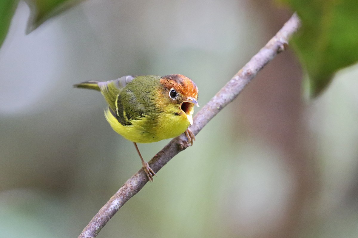 Yellow-breasted Warbler - ML121394741