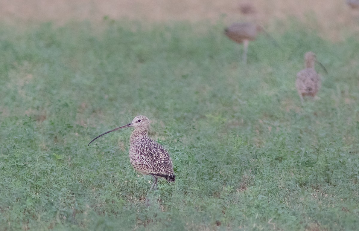 Long-billed Curlew - ML121395991