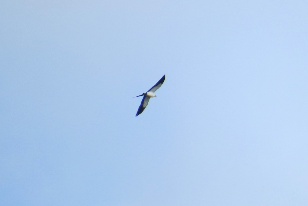 Swallow-tailed Kite - Lindsey Duval