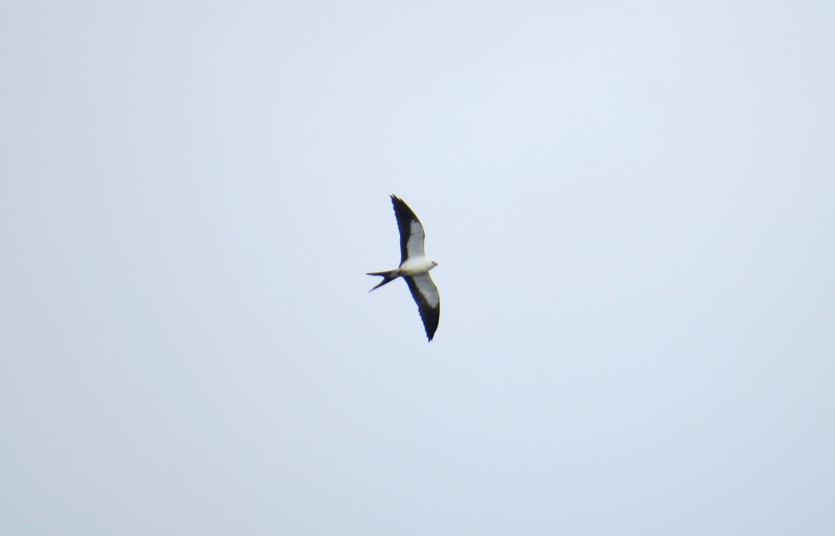 Swallow-tailed Kite - ML121396411