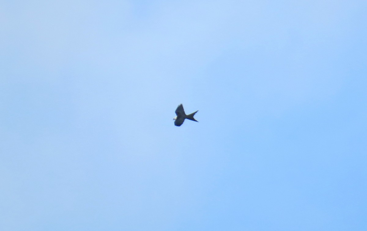 Swallow-tailed Kite - ML121396421