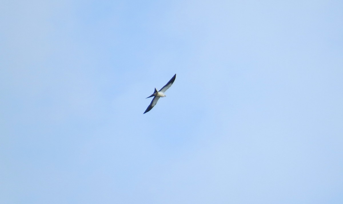 Swallow-tailed Kite - Lindsey Duval