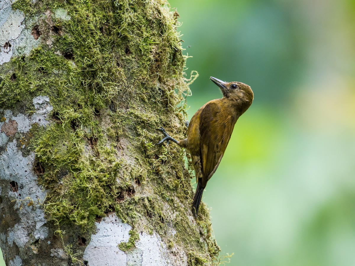 Smoky-brown Woodpecker - Nick Athanas