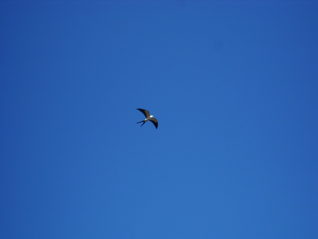 Swallow-tailed Kite - Scott Johnson
