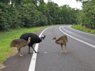  - Southern Cassowary