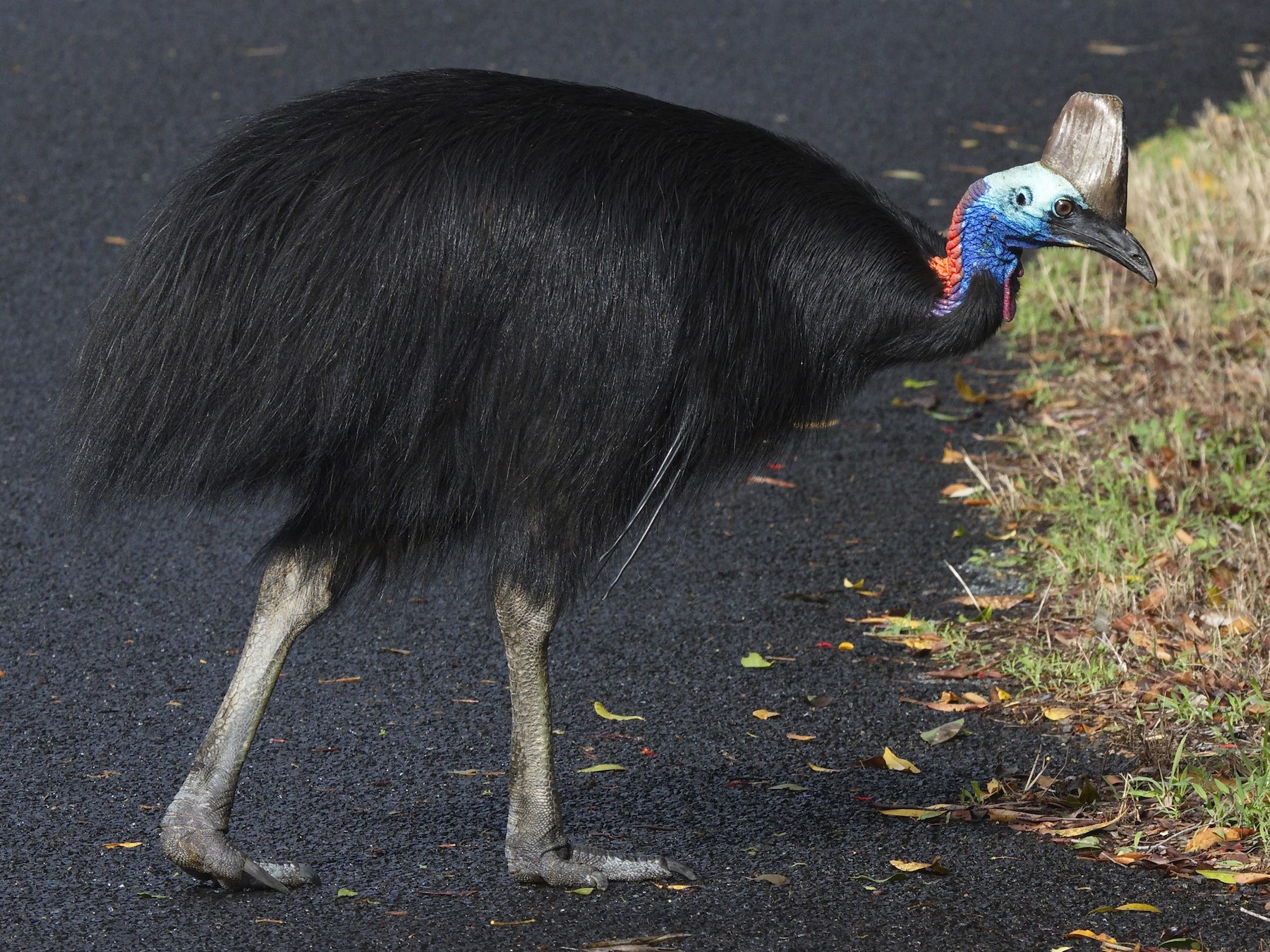 Cassowary Bird