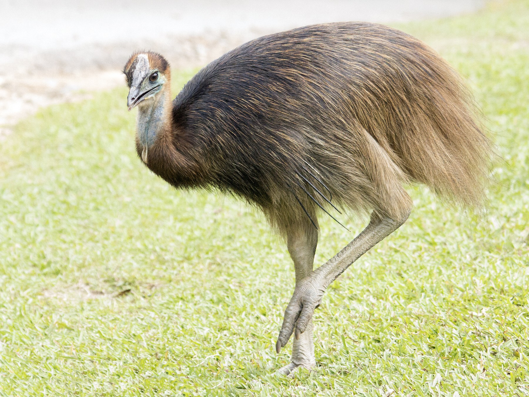 Southern Cassowary - Andrew Wood