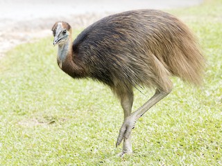  - Southern Cassowary