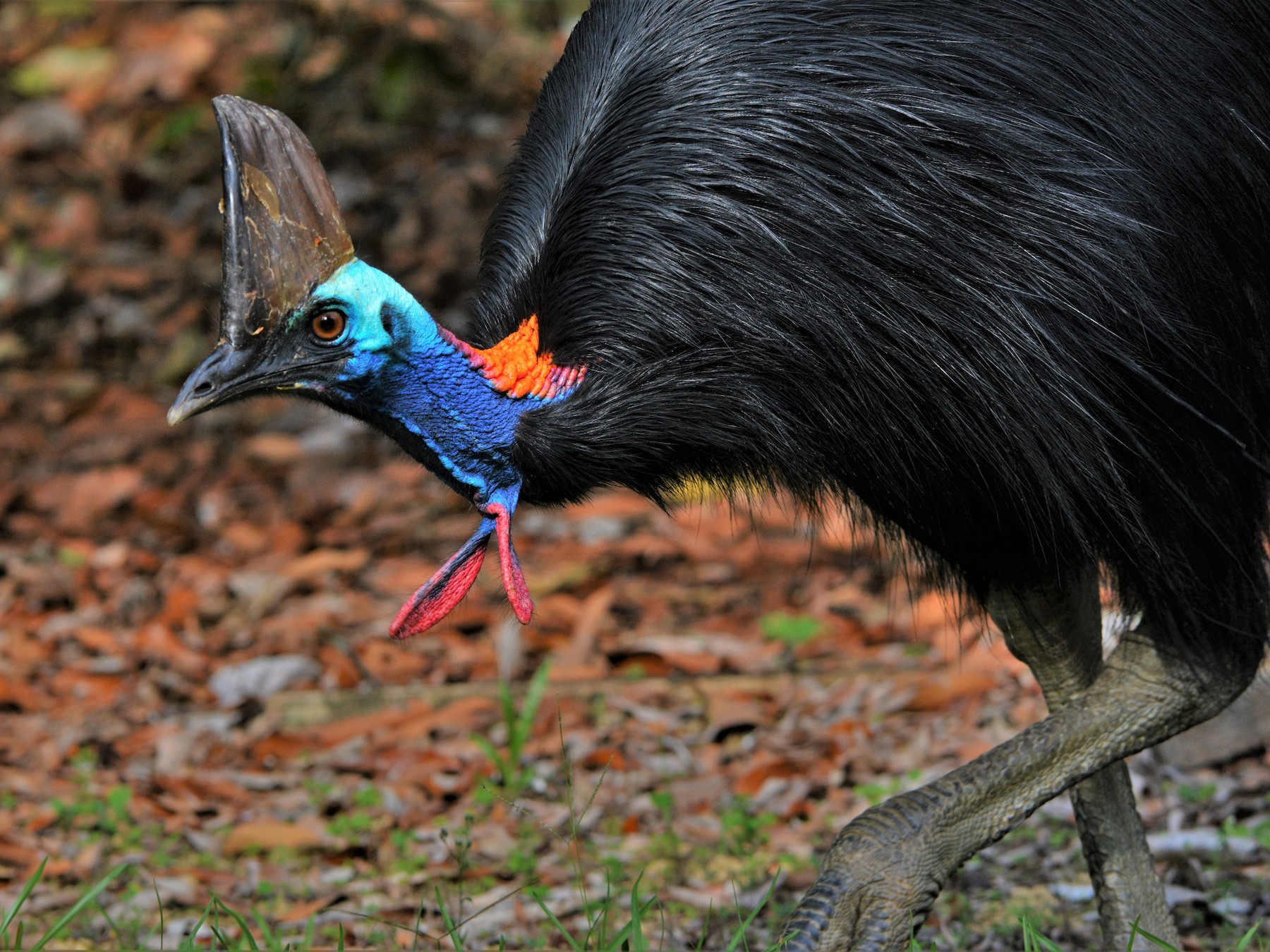 Southern Cassowary - David Hollie