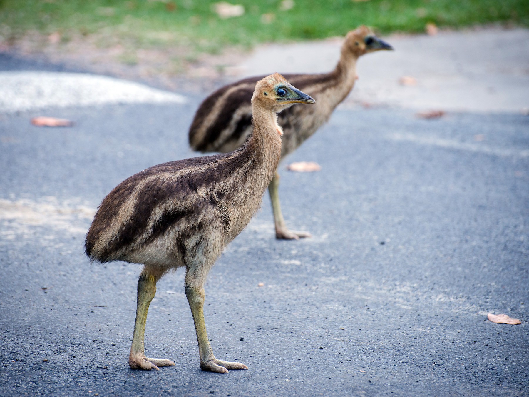 Southern Cassowary - Jan Lile