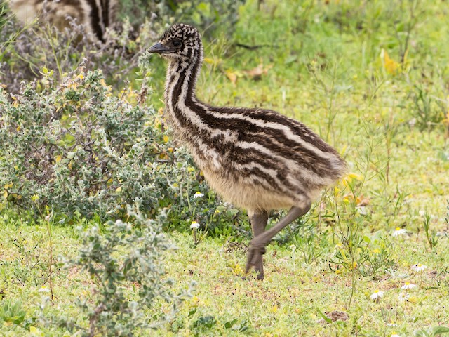 Emu lochlan clearance